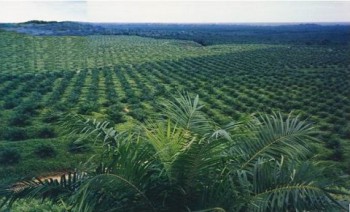 Disbun Kembali Nilai Kinerja Perkebunan di Kabupaten/Kota