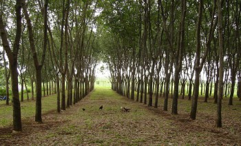 Disbun Kembangkan Karet di Lahan Kritis