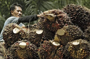 Tandan Buah Kosong Sawit Dikonversi Jadi Energi Listrik